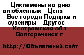 Цикламены ко дню влюбленных › Цена ­ 180 - Все города Подарки и сувениры » Другое   . Костромская обл.,Волгореченск г.